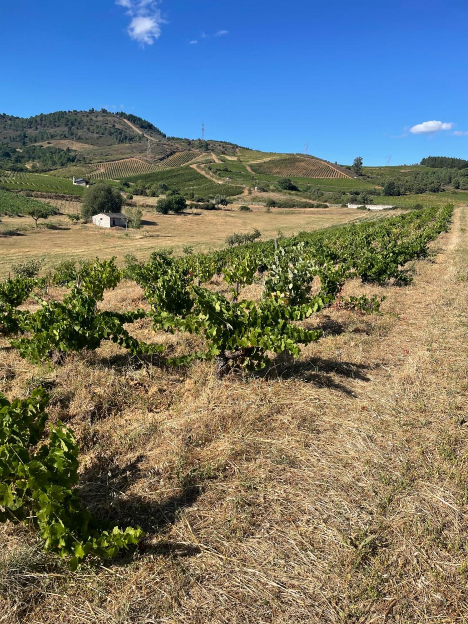 Boutique Finca Esencial Вилафранка дел Биерсо Екстериор снимка
